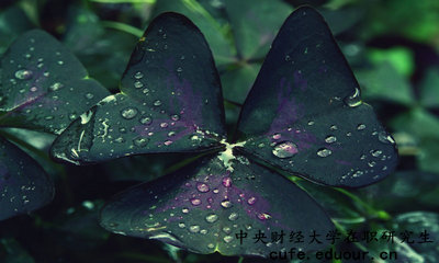中央財(cái)經(jīng)在職研究生怎么報(bào)名？
